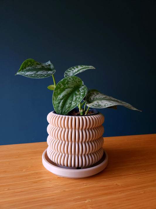 The Cactus - Førmed 3D