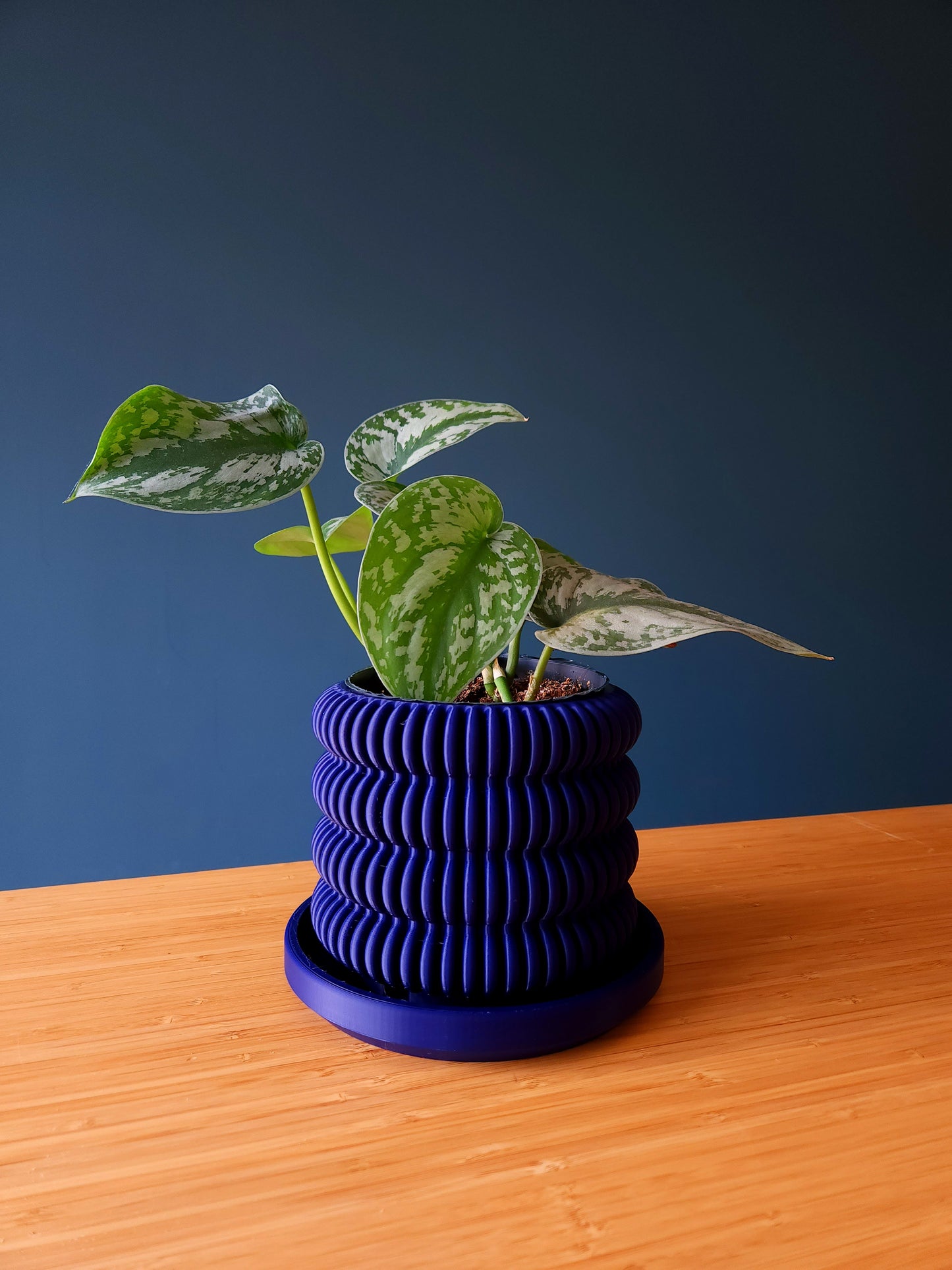 The Cactus - Førmed 3D