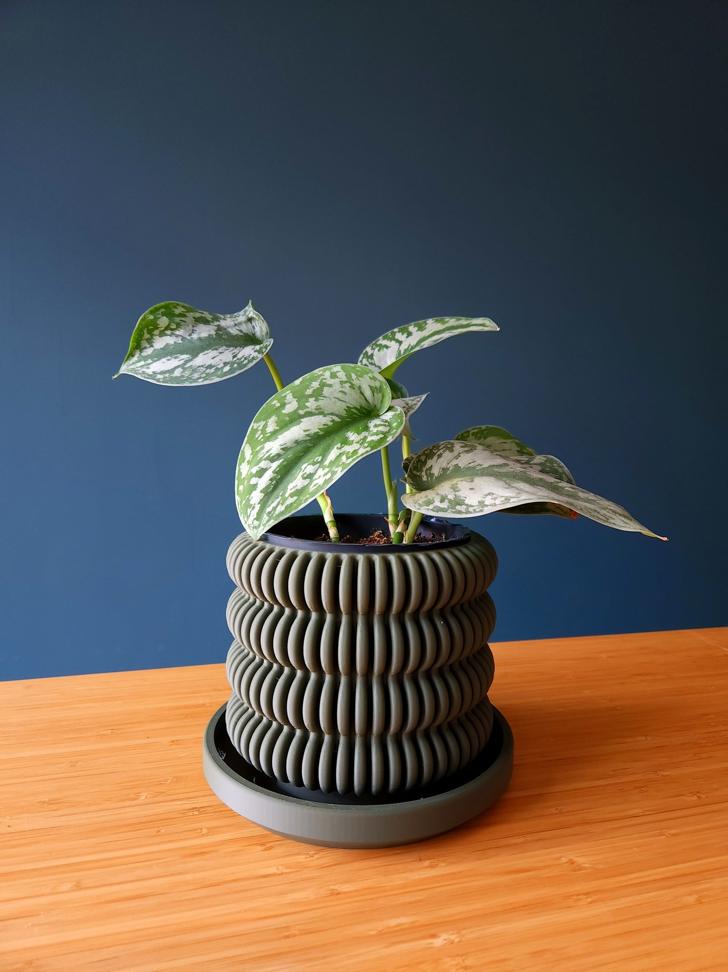 The Cactus - Førmed 3D